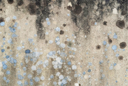 5 Signs That You Might Have a Mold Problem