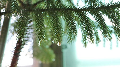 Spring Showers – How to Prevent Damage and What to Do If It's Too Late