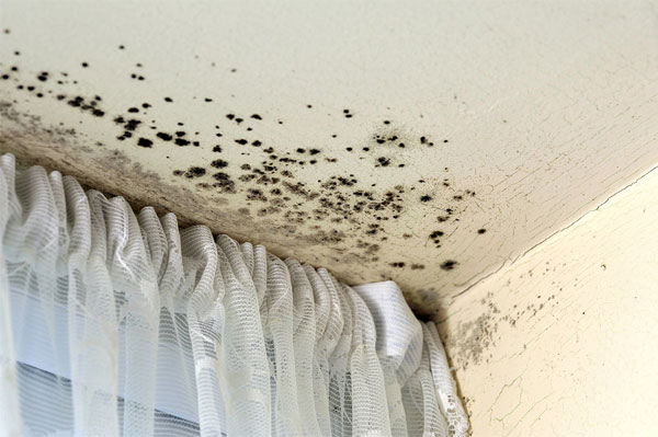 TheraClean Restoration - Mold & Mildew Removal